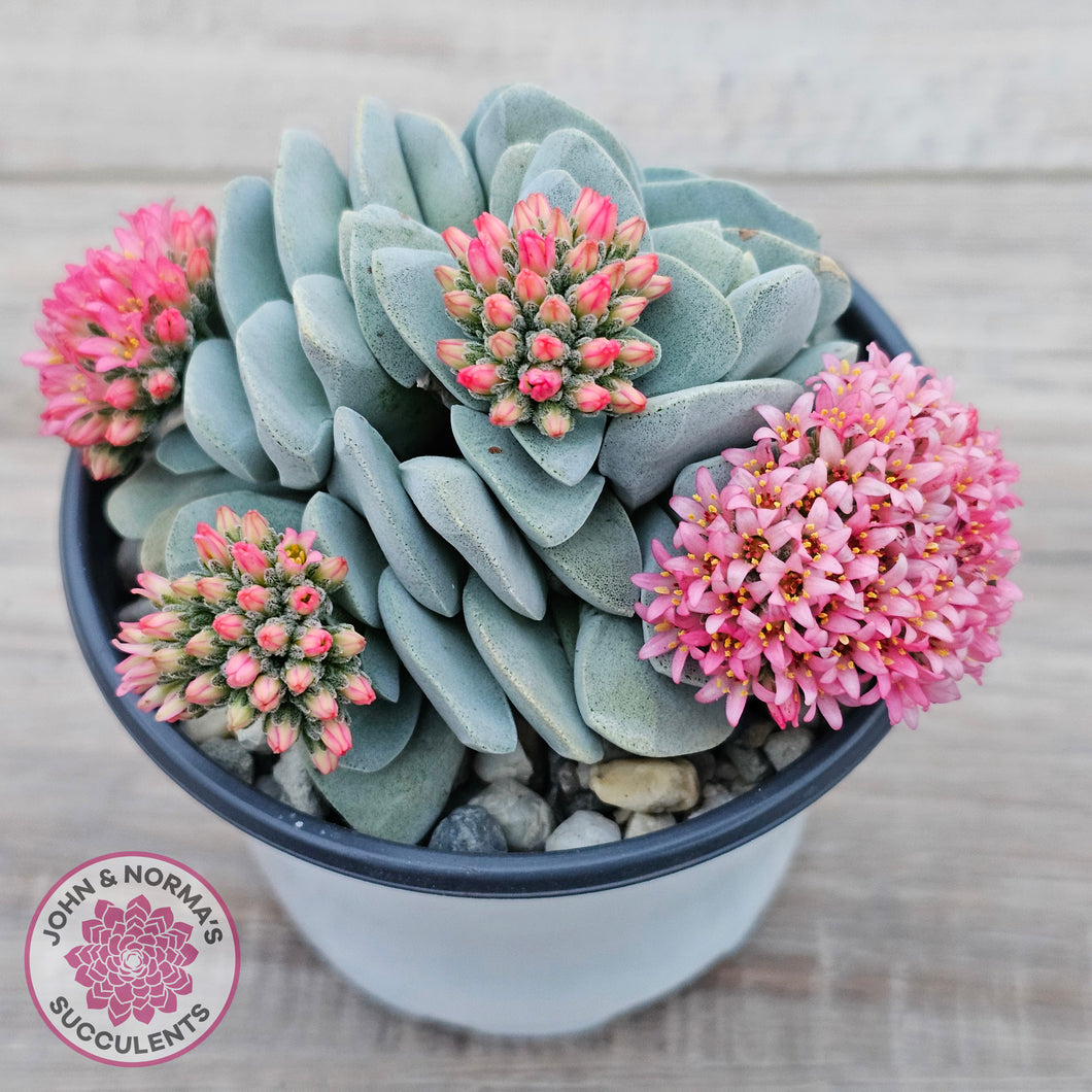 Crassula 'Fallwood'