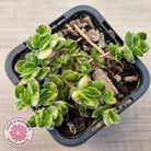 Crassula lanuginosa var. pachystemon 'David' Variegated
