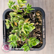 Load image into Gallery viewer, Crassula lanuginosa var. pachystemon 'David' Variegated

