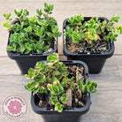 Crassula lanuginosa var. pachystemon 'David' Variegated