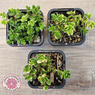 Crassula lanuginosa var. pachystemon 'David' Variegated