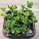 Crassula lanuginosa var. pachystemon 'David' Variegated