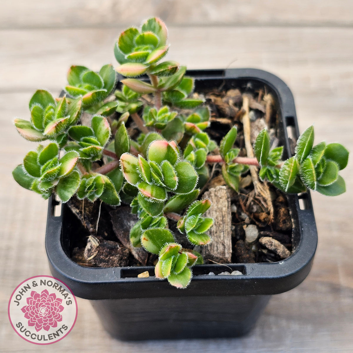 Crassula lanuginosa var. pachystemon 'David' Variegated