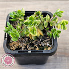 Crassula lanuginosa var. pachystemon 'David' Variegated