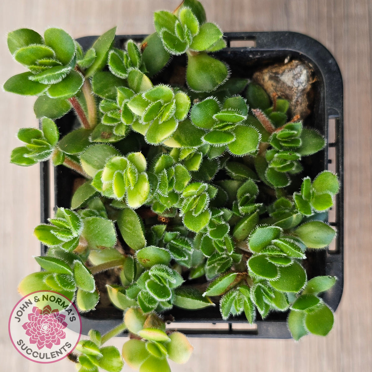 Crassula lanuginosa var. pachystemon 'David' Variegated