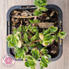 Crassula lanuginosa var. pachystemon 'David' Variegated