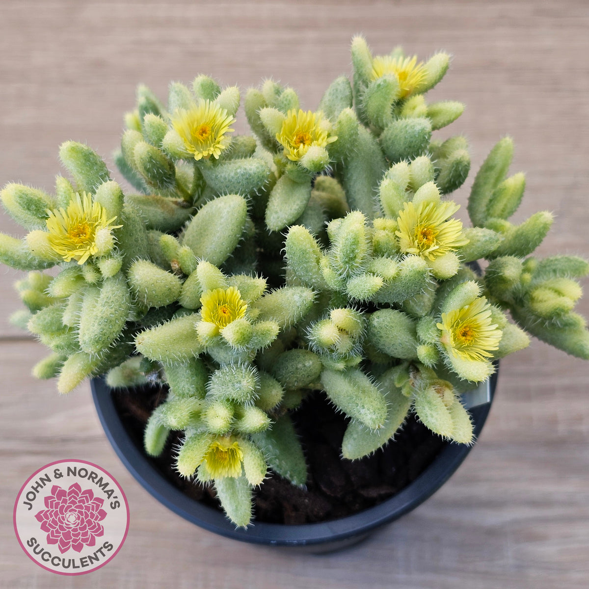 Delosperma echinatum 'Pickle Plant' Variegated (sm)