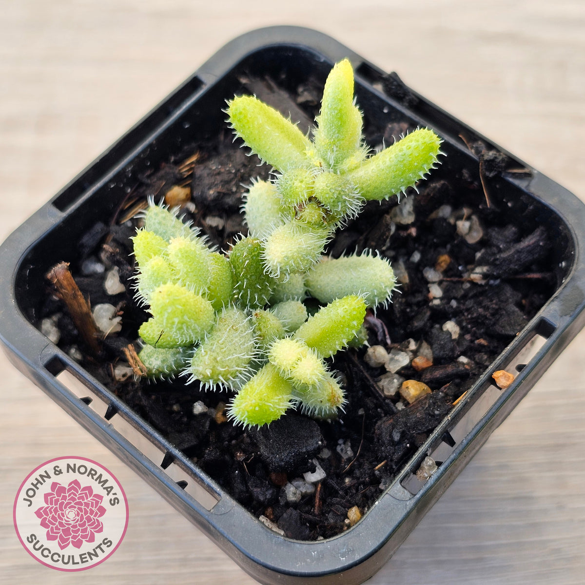 Delosperma echinatum 'Pickle Plant' Variegated (sm)