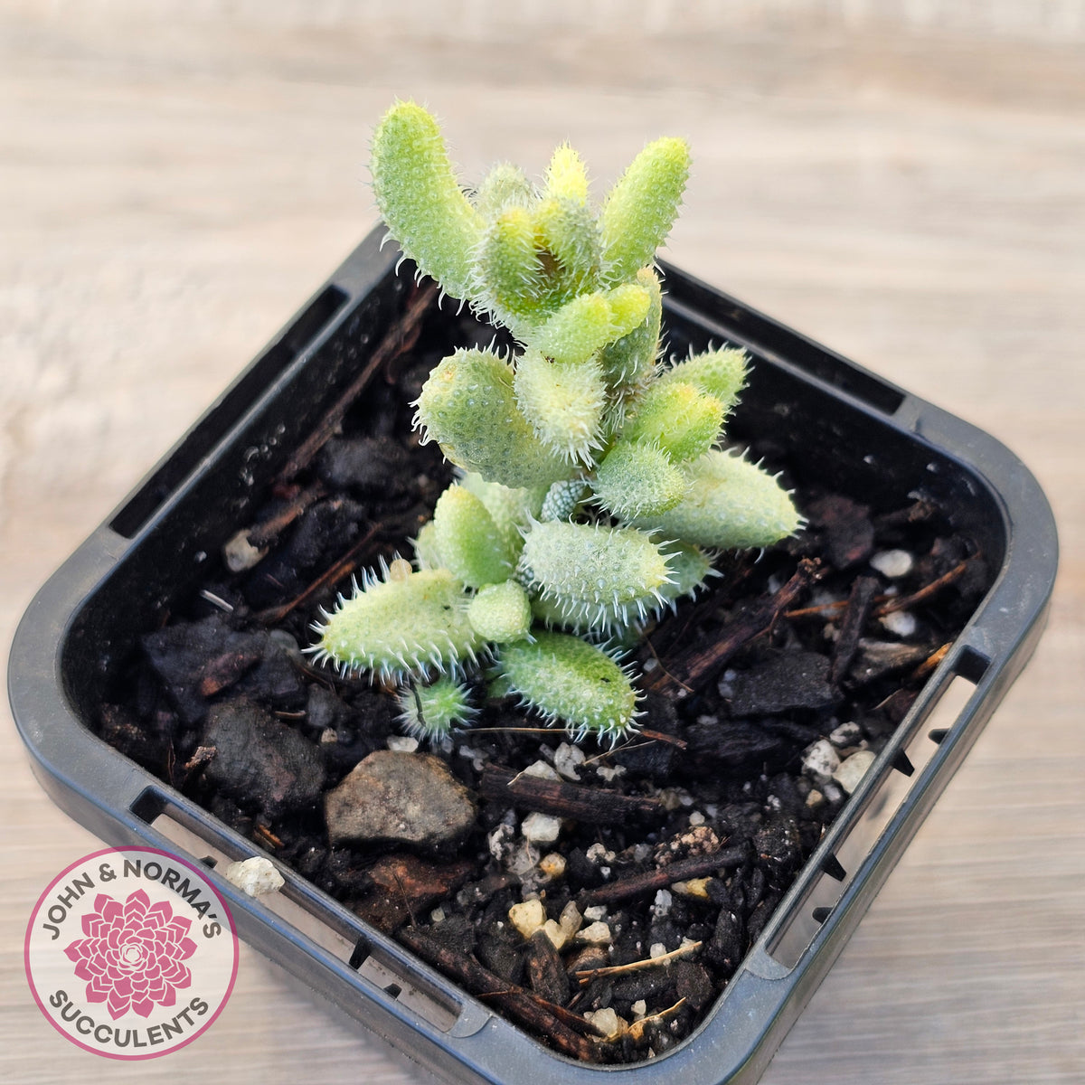 Delosperma echinatum 'Pickle Plant' Variegated (sm)