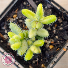 Load image into Gallery viewer, Delosperma echinatum 'Pickle Plant' Variegated (sm)
