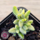 Delosperma echinatum 'Pickle Plant' Variegated (sm)