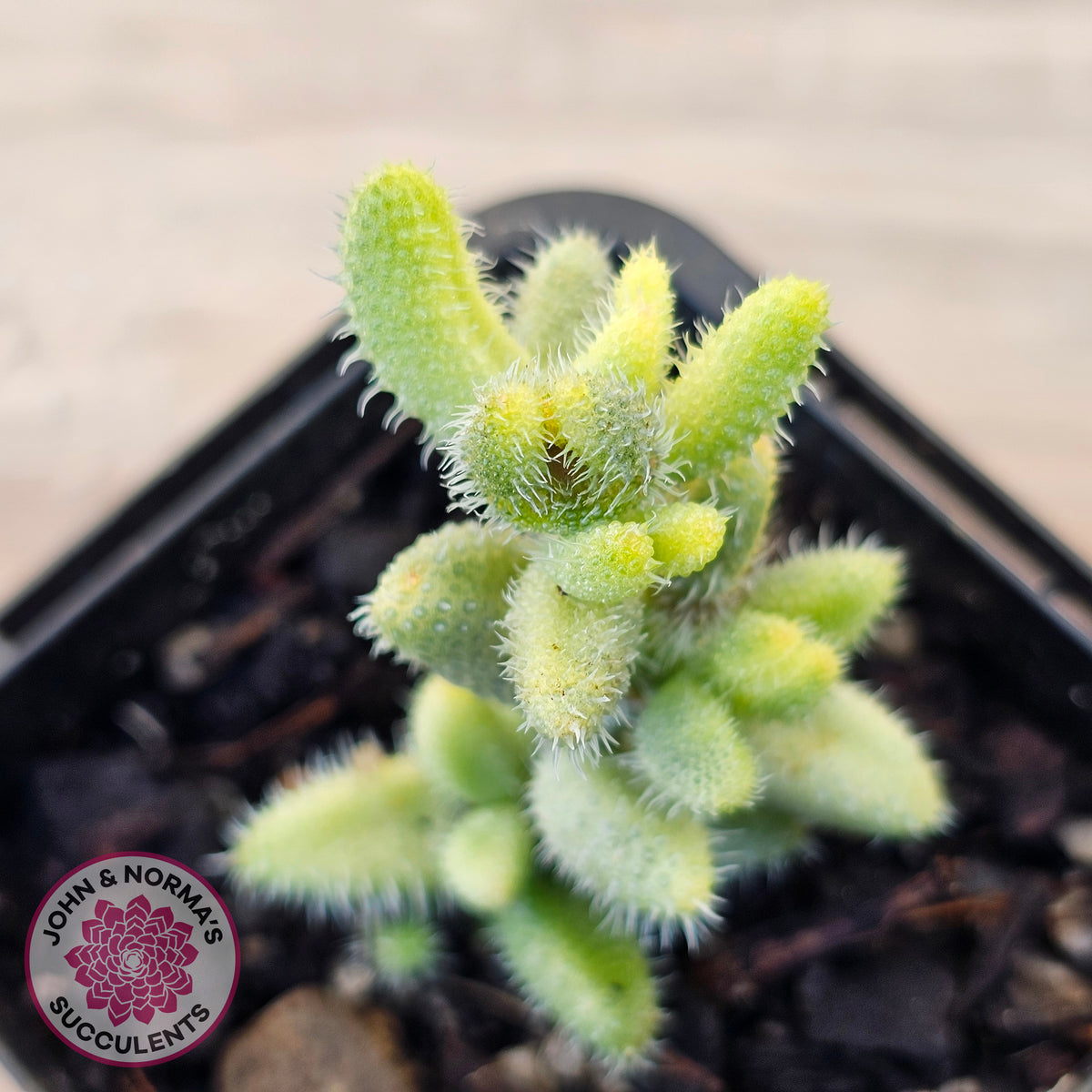 Delosperma echinatum 'Pickle Plant' Variegated (sm)