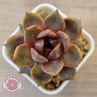 Echeveria 'Black Mamba'
