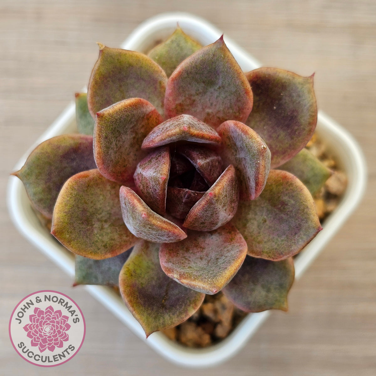 Echeveria 'Black Mamba'