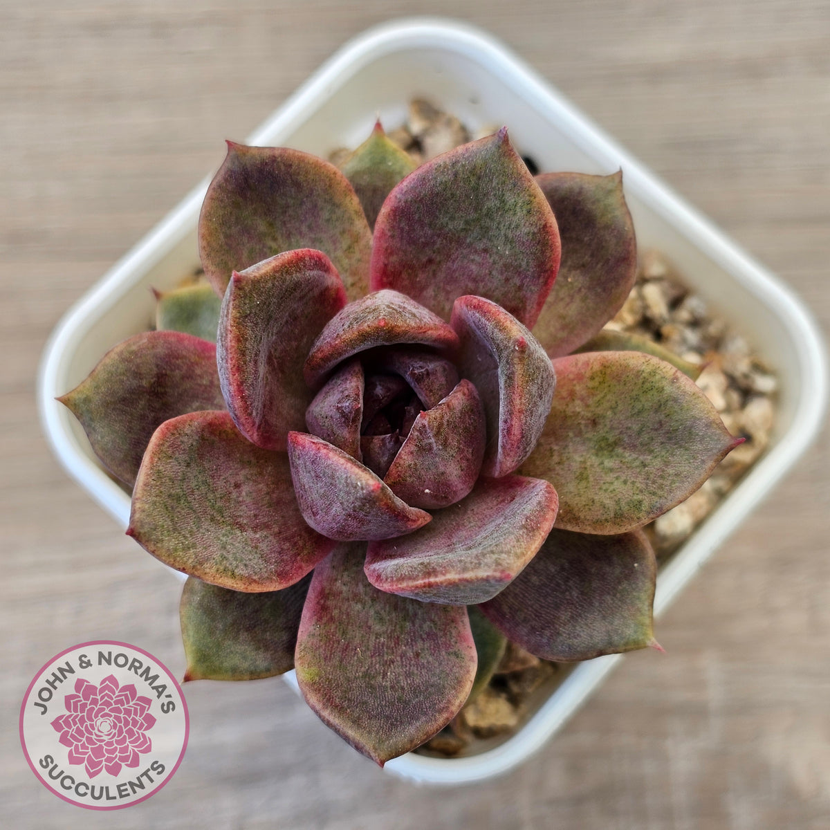 Echeveria 'Black Mamba'
