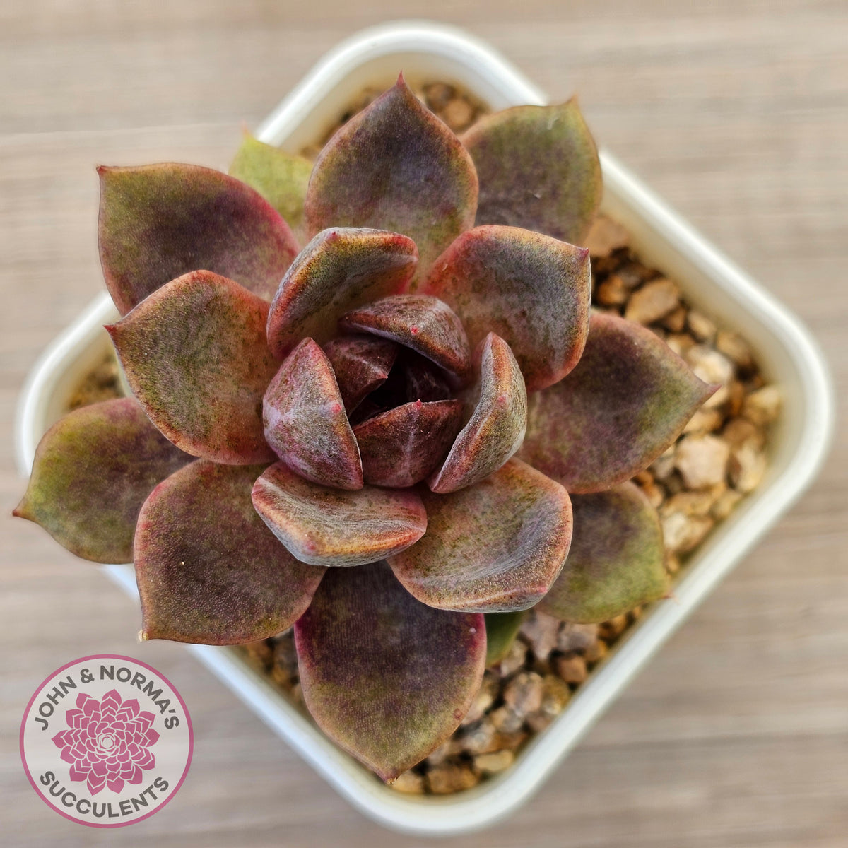 Echeveria 'Black Mamba'