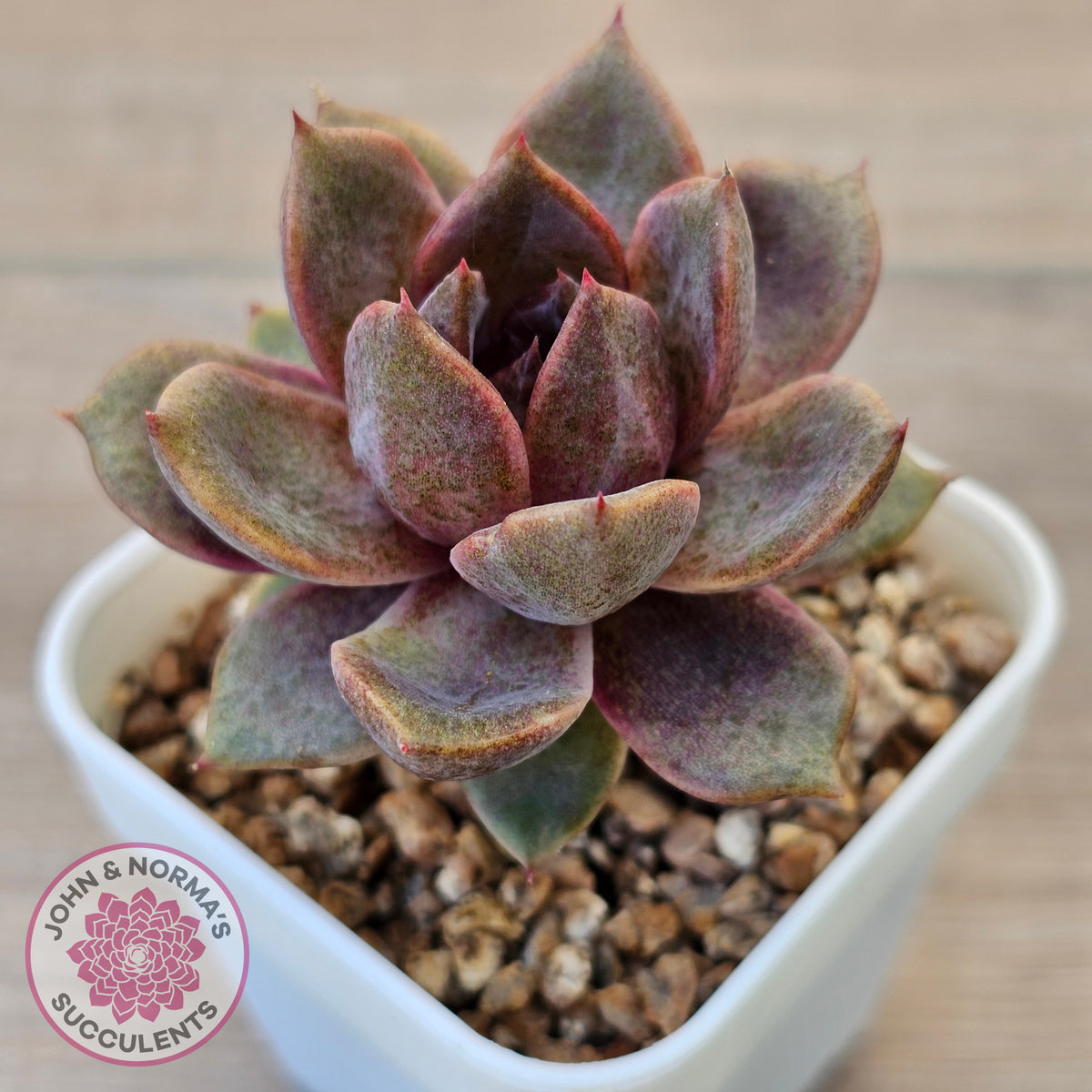 Echeveria 'Black Mamba'