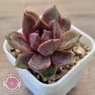 Echeveria 'Black Mamba'