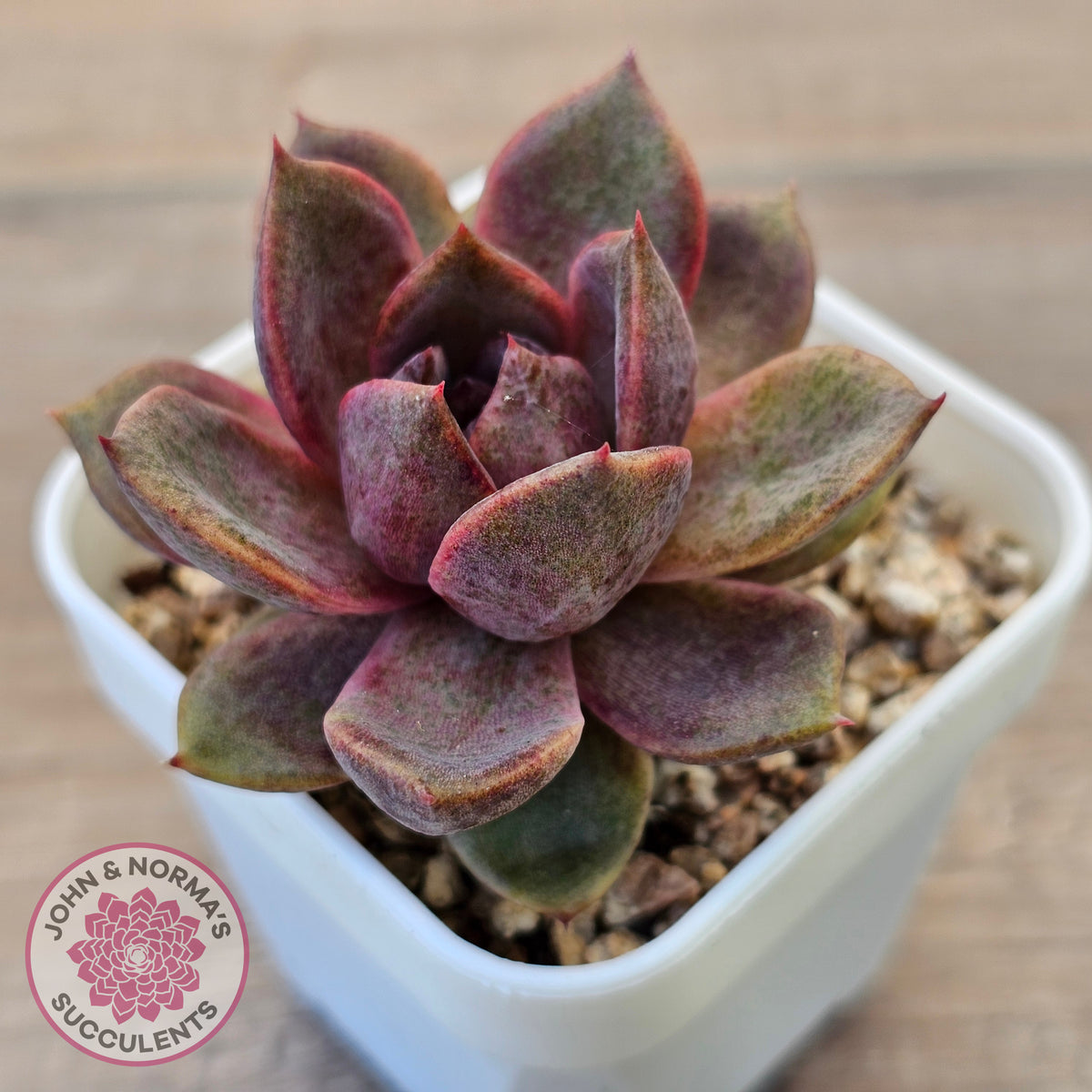Echeveria 'Black Mamba'
