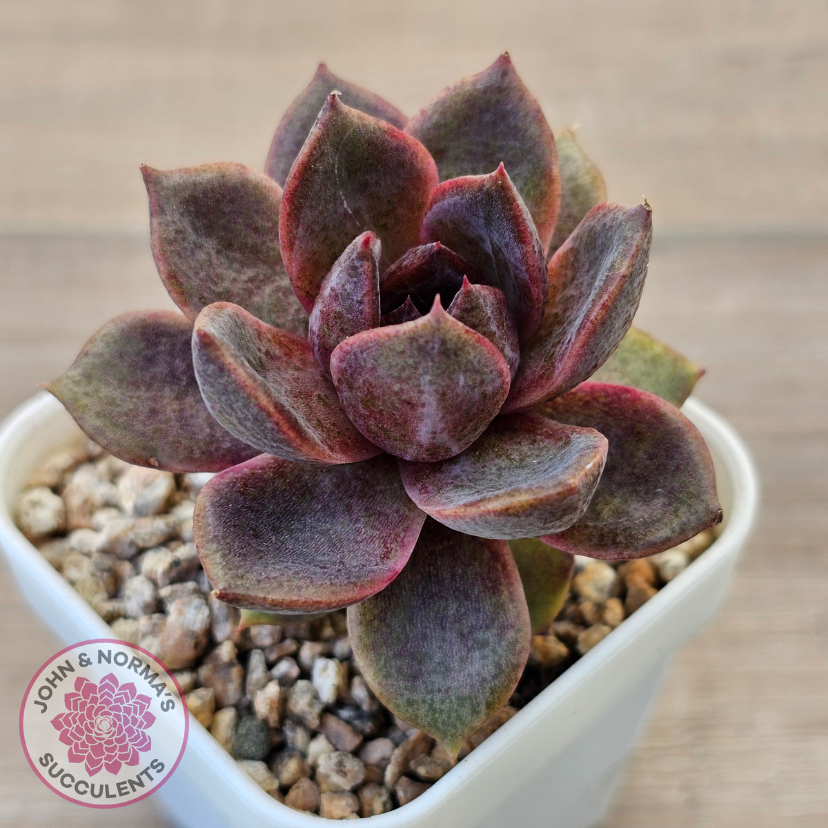 Echeveria 'Black Mamba'