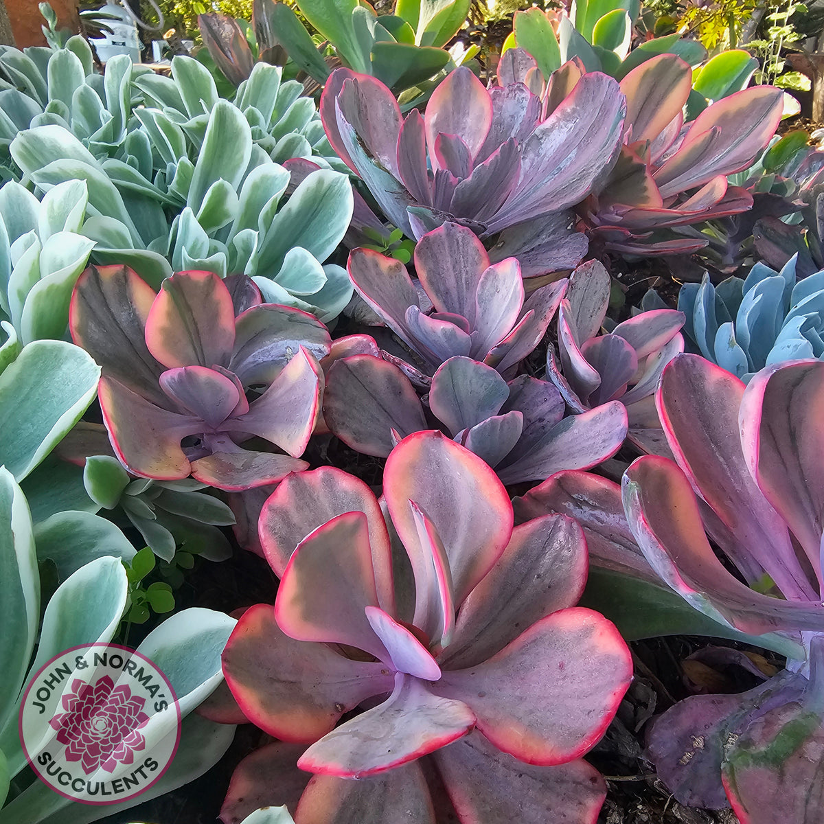 Echeveria 'Angel Wings' Variegated