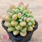 Echeveria 'Caviar'