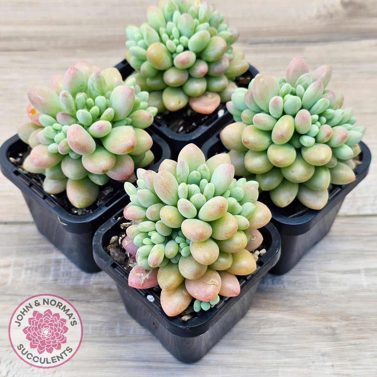 Echeveria 'Caviar'