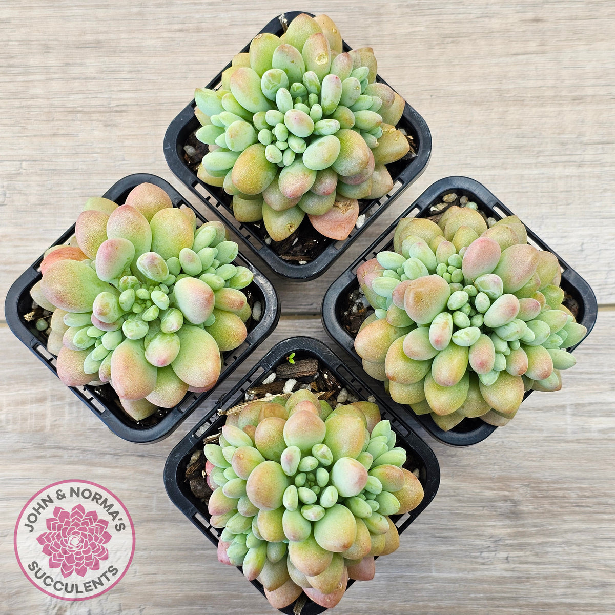 Echeveria 'Caviar'