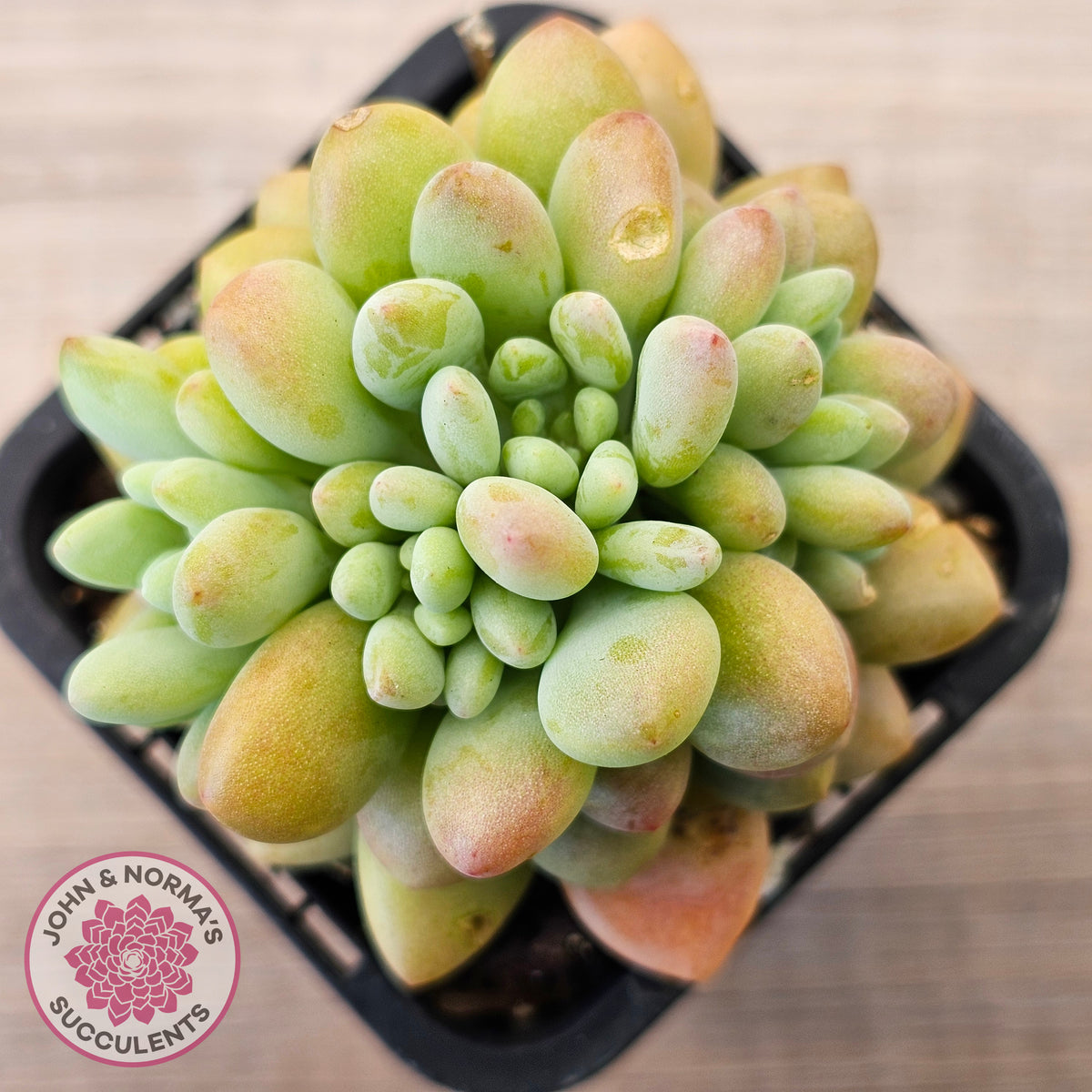 Echeveria 'Caviar'