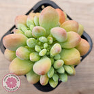 Echeveria 'Caviar'