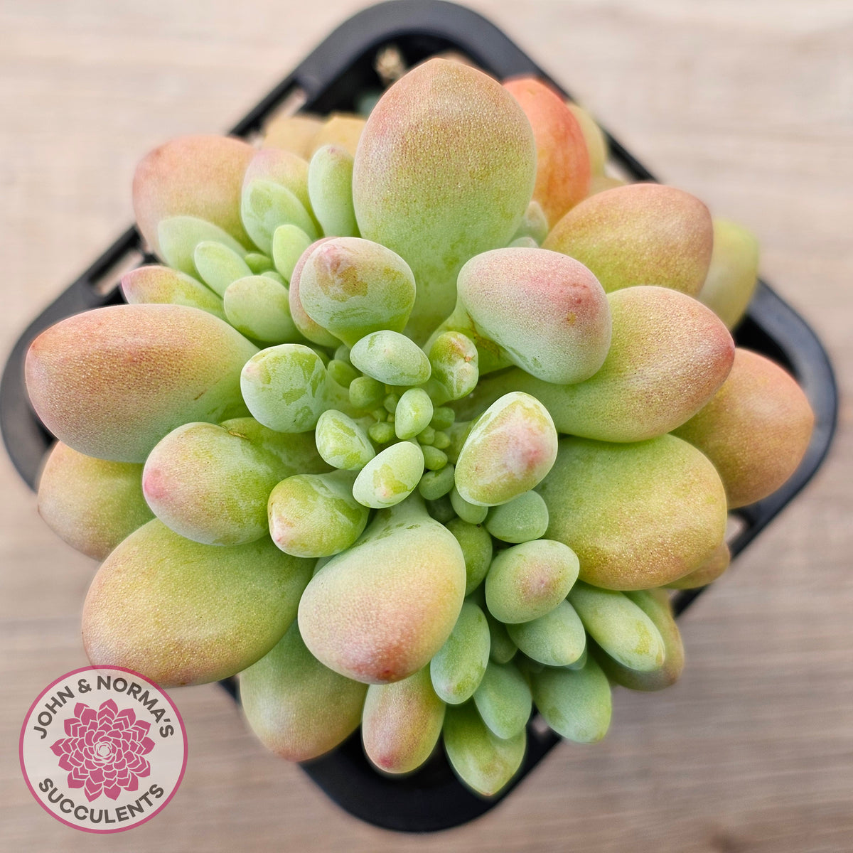 Echeveria 'Caviar'