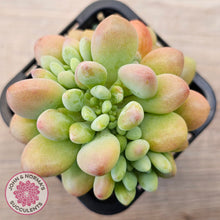 Load image into Gallery viewer, Echeveria 'Caviar'
