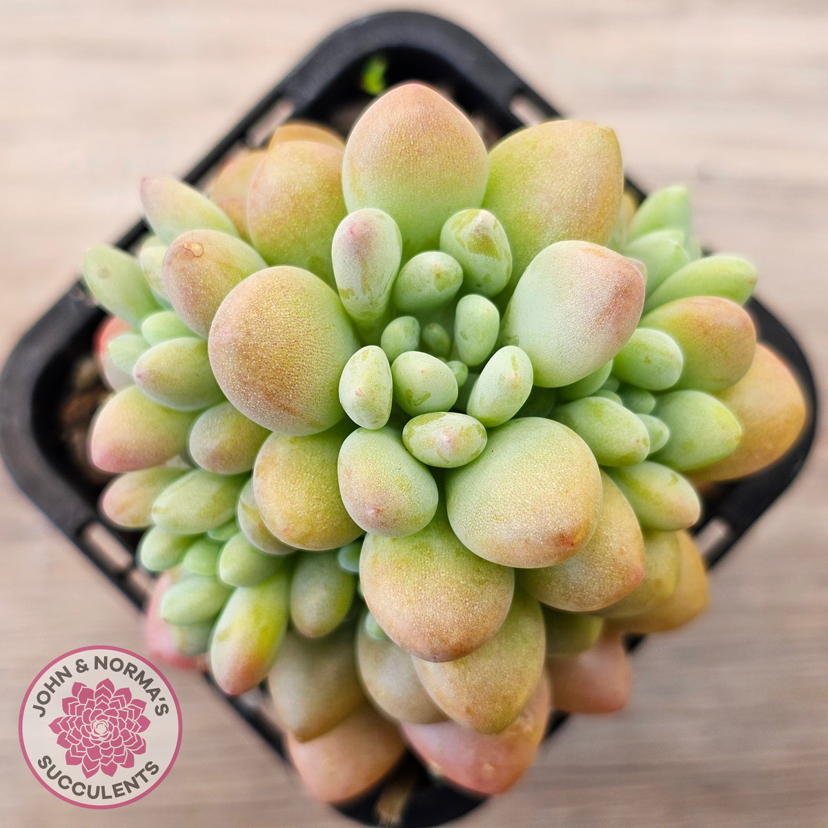 Echeveria 'Caviar'