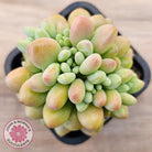 Echeveria 'Caviar'