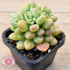 Echeveria 'Caviar'