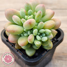 Echeveria 'Caviar'