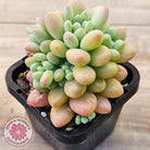 Echeveria 'Caviar'