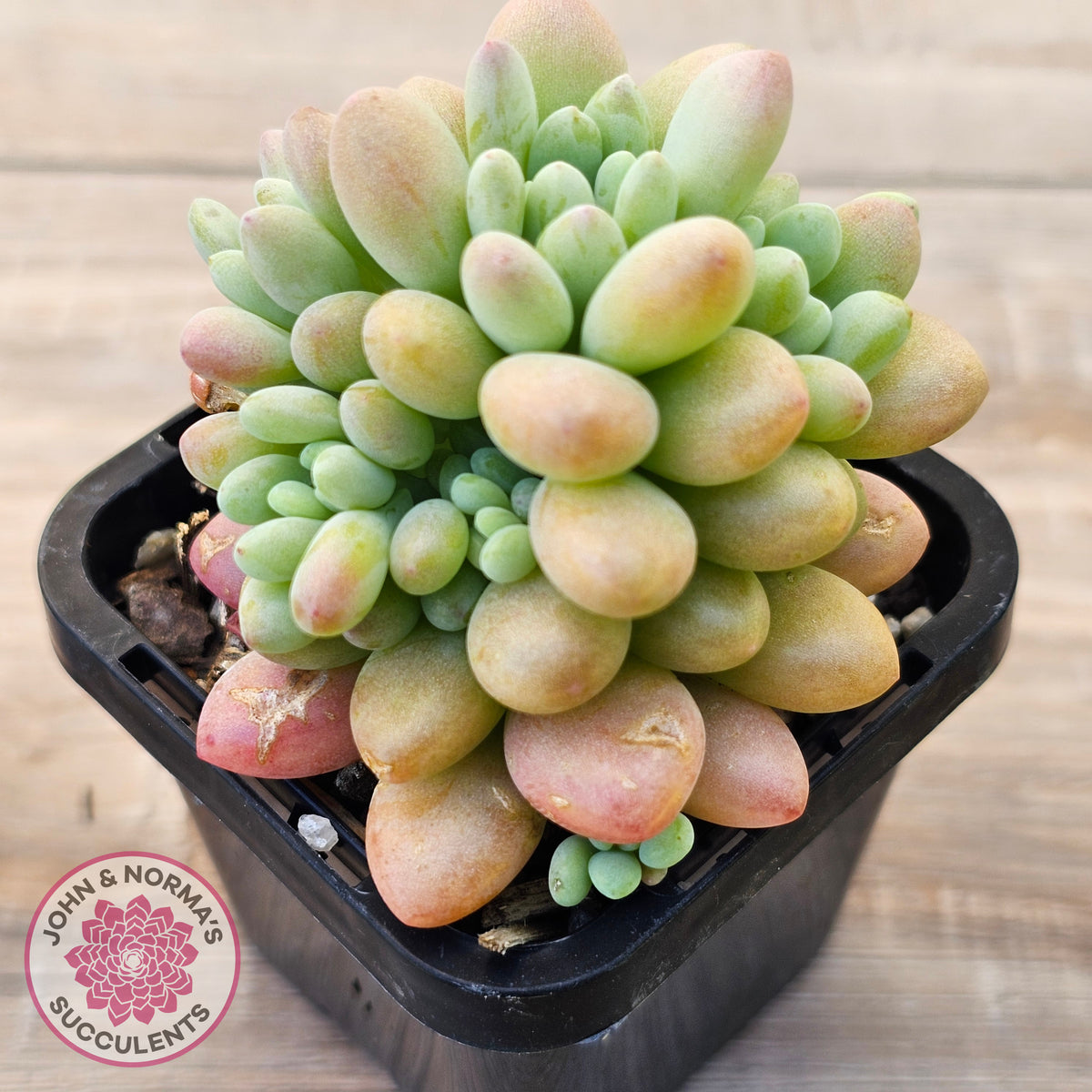 Echeveria 'Caviar'