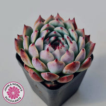 Load image into Gallery viewer, Echeveria chihuahuaensis
