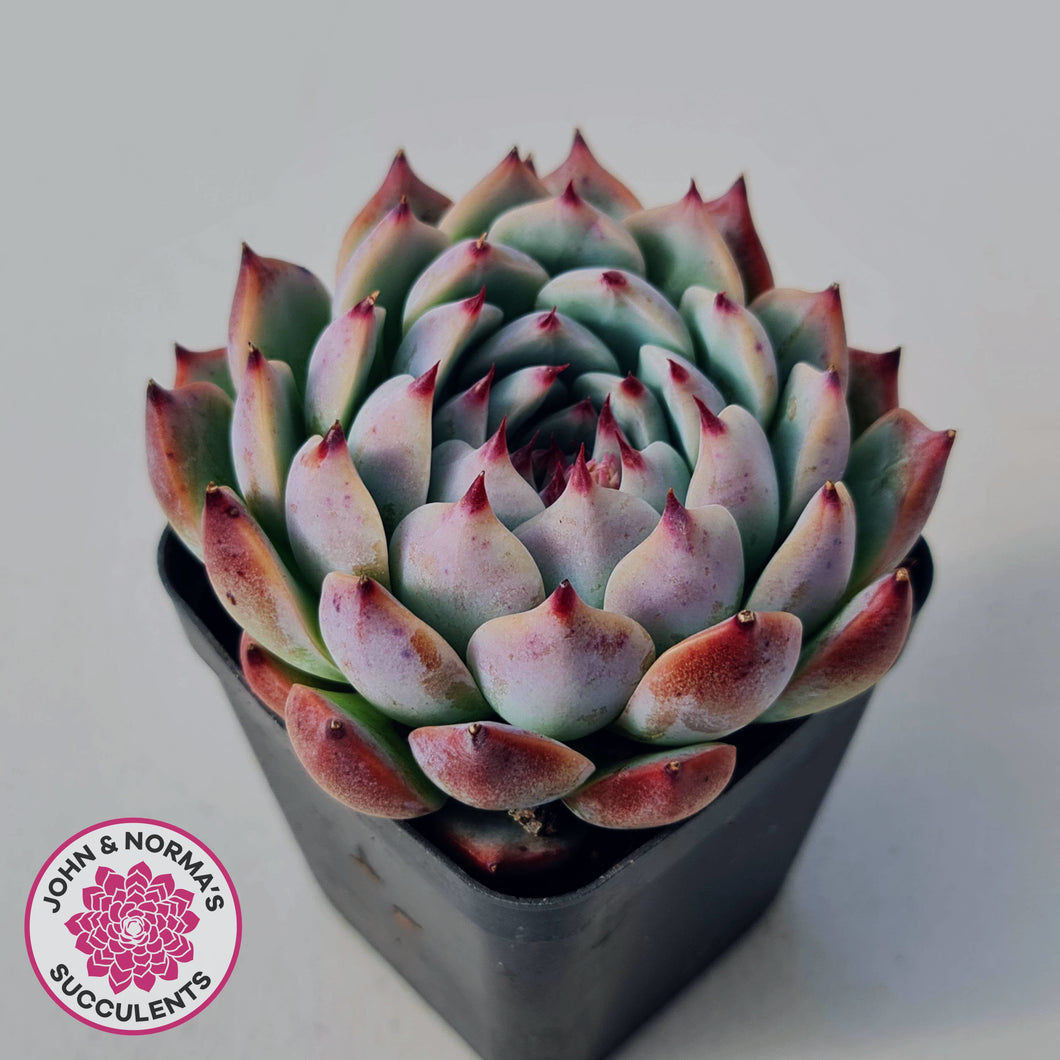 Echeveria chihuahuaensis