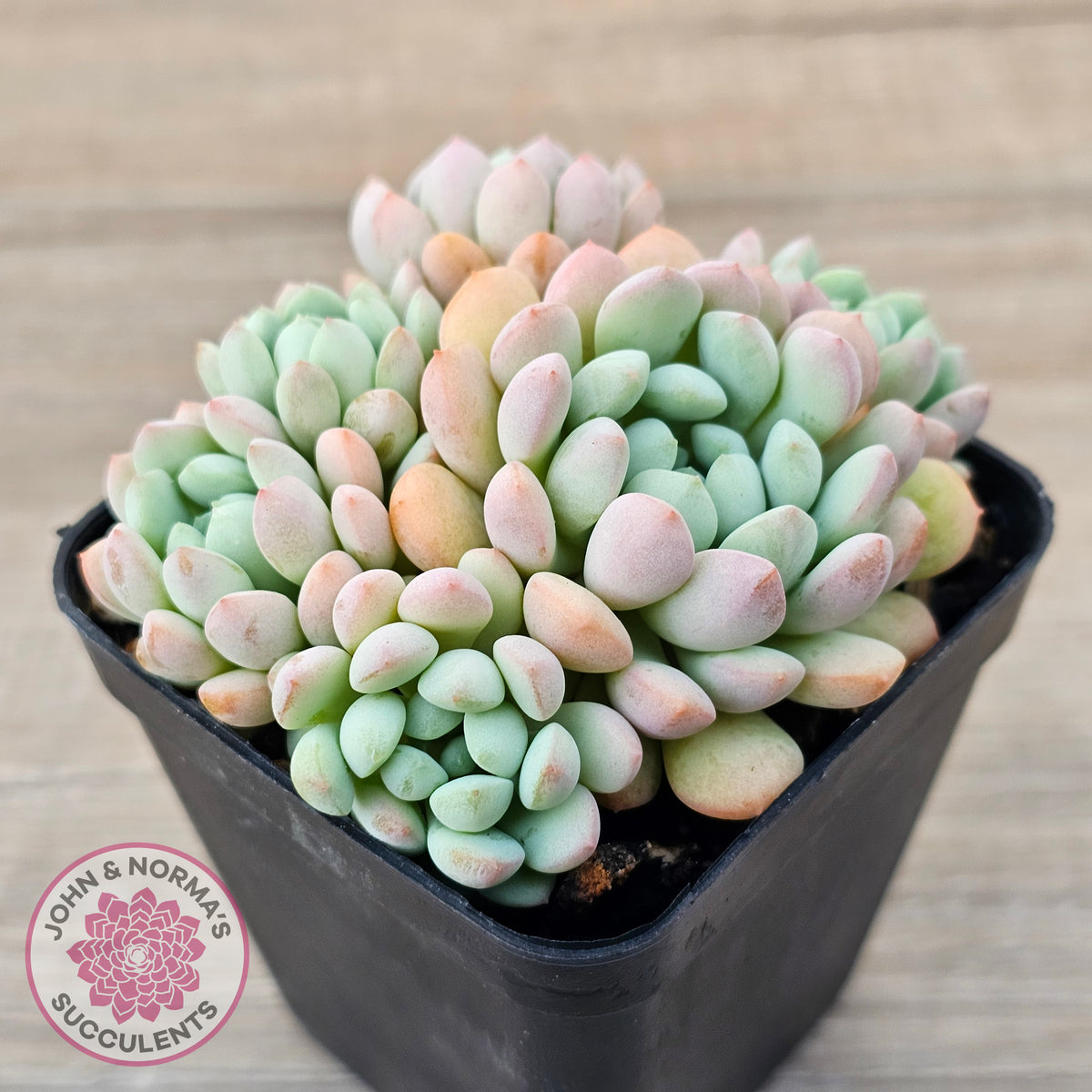 Echeveria 'Cute Bean' clumps