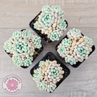 Echeveria 'Cute Bean' clumps