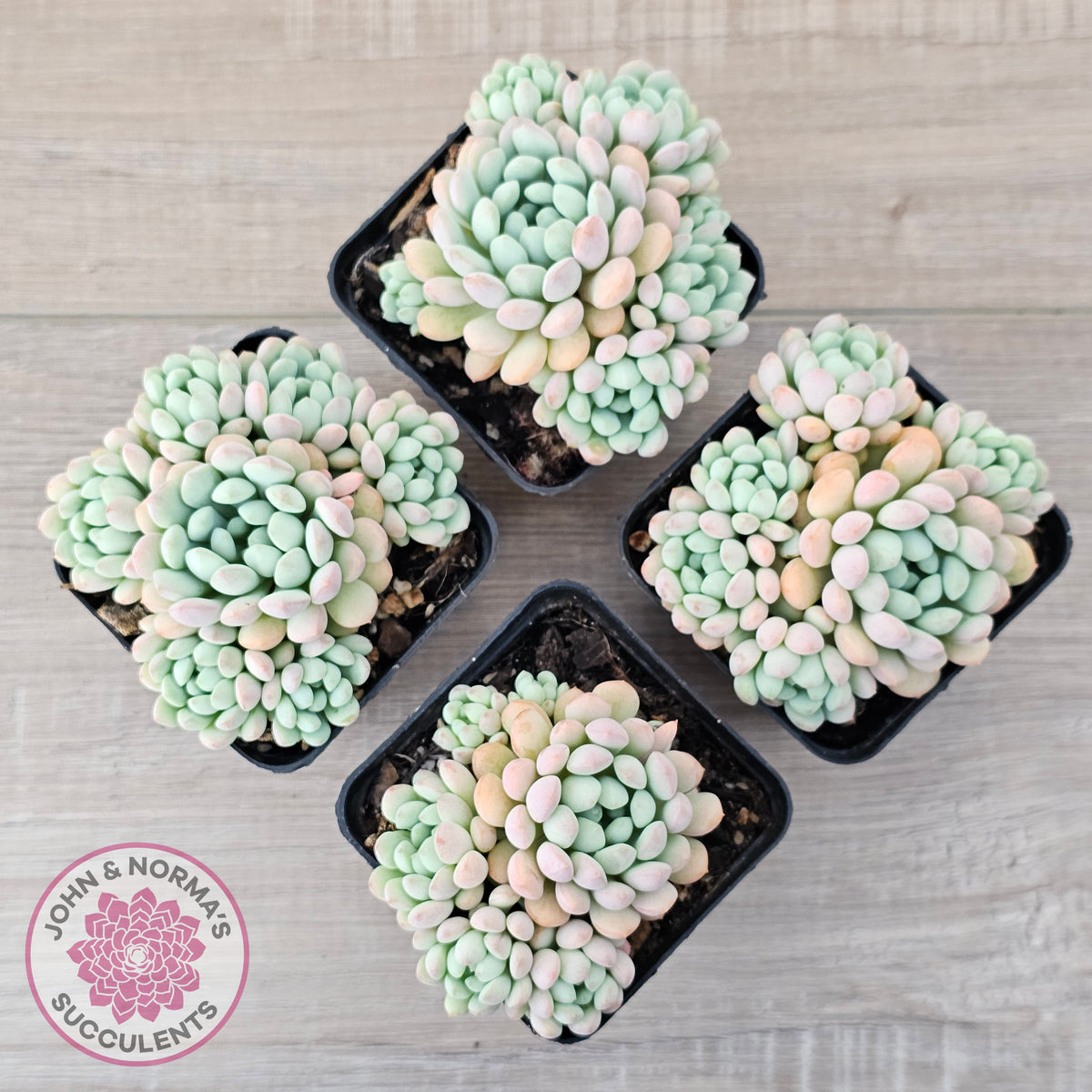 Echeveria 'Cute Bean' clumps