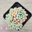 Echeveria 'Cute Bean' clumps