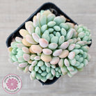 Echeveria 'Cute Bean' clumps