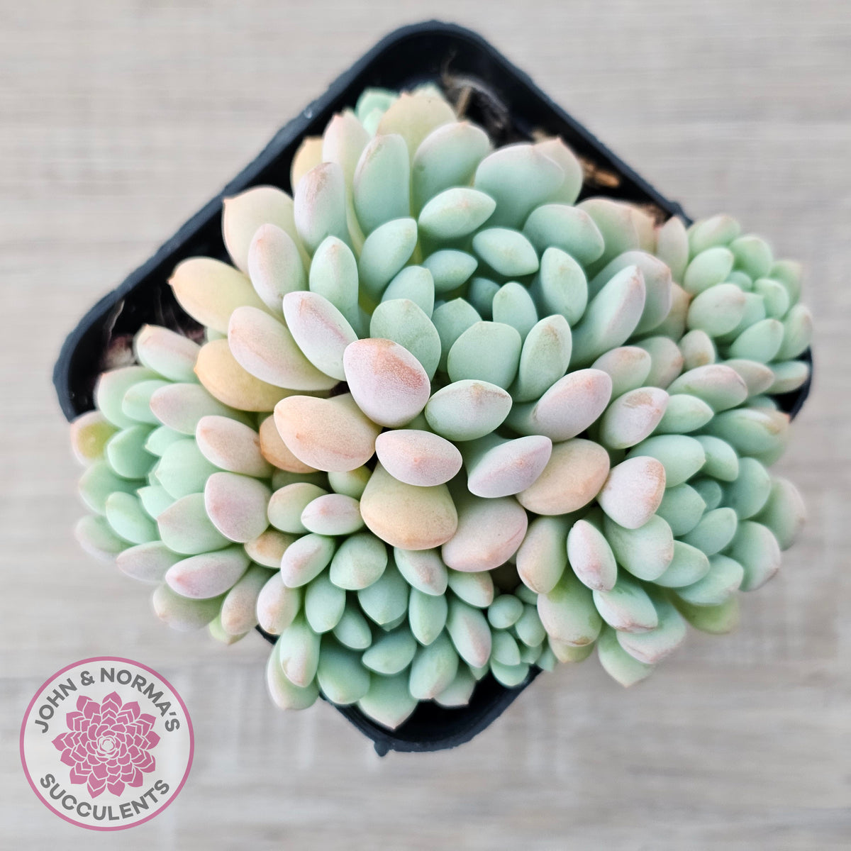 Echeveria 'Cute Bean' clumps