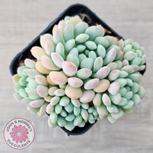 Load image into Gallery viewer, Echeveria &#39;Cute Bean&#39; clumps
