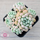 Echeveria 'Cute Bean' clumps