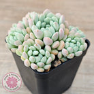 Echeveria 'Cute Bean' clumps