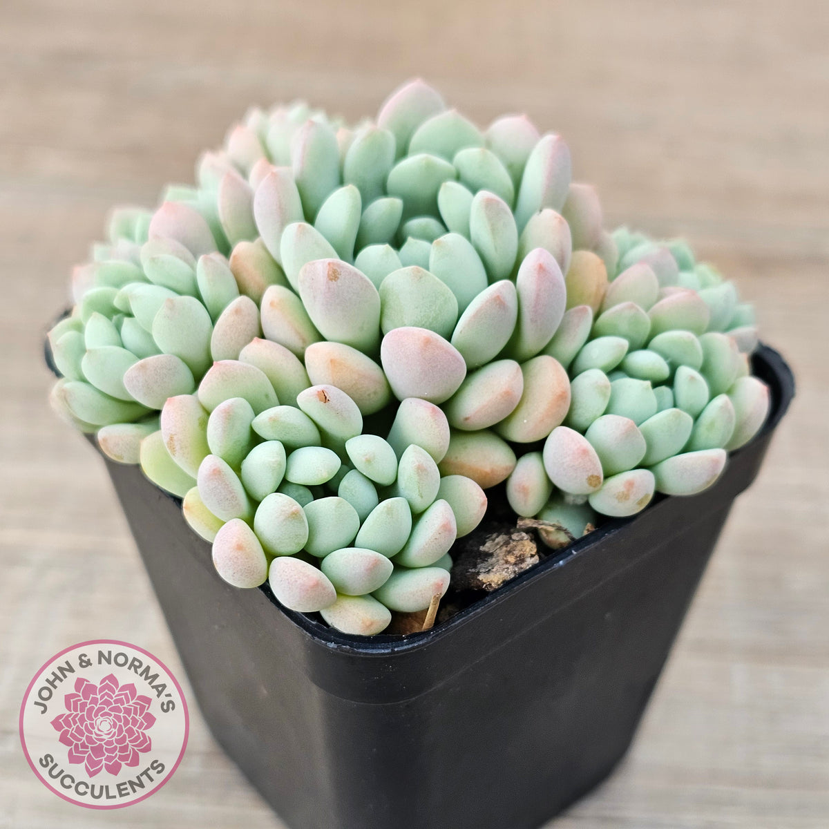 Echeveria 'Cute Bean' clumps